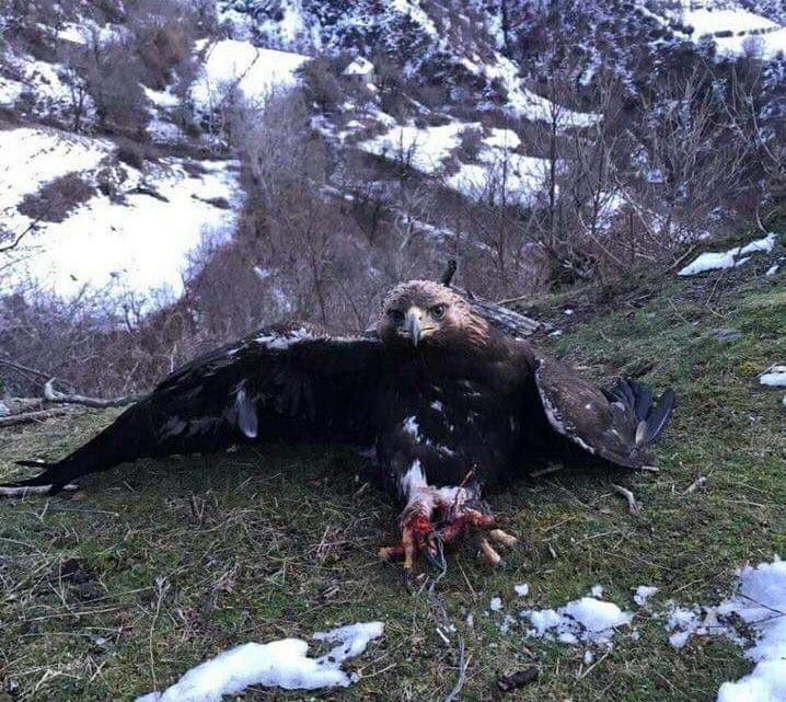 Me urdhër të ministrit, lirohet shqiponja e robëruar (detaje nga një operacion i rrallë) Me urdhër të ministrit, lirohet shqiponja e robëruar (detaje nga një operacion i rrallë)