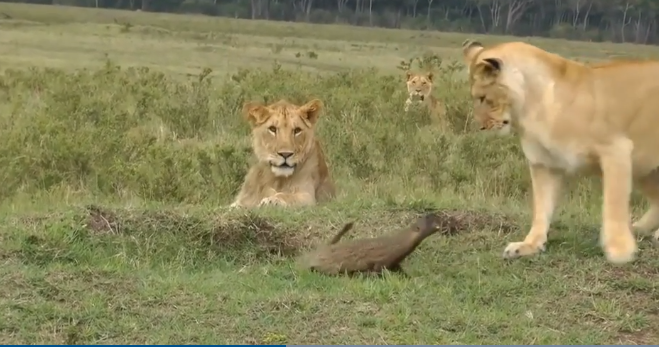 Video/ Luani është gjithmonë “mbreti i xhunglës”? Shikoni se si një nuselala e bën luanin të duket qesharak