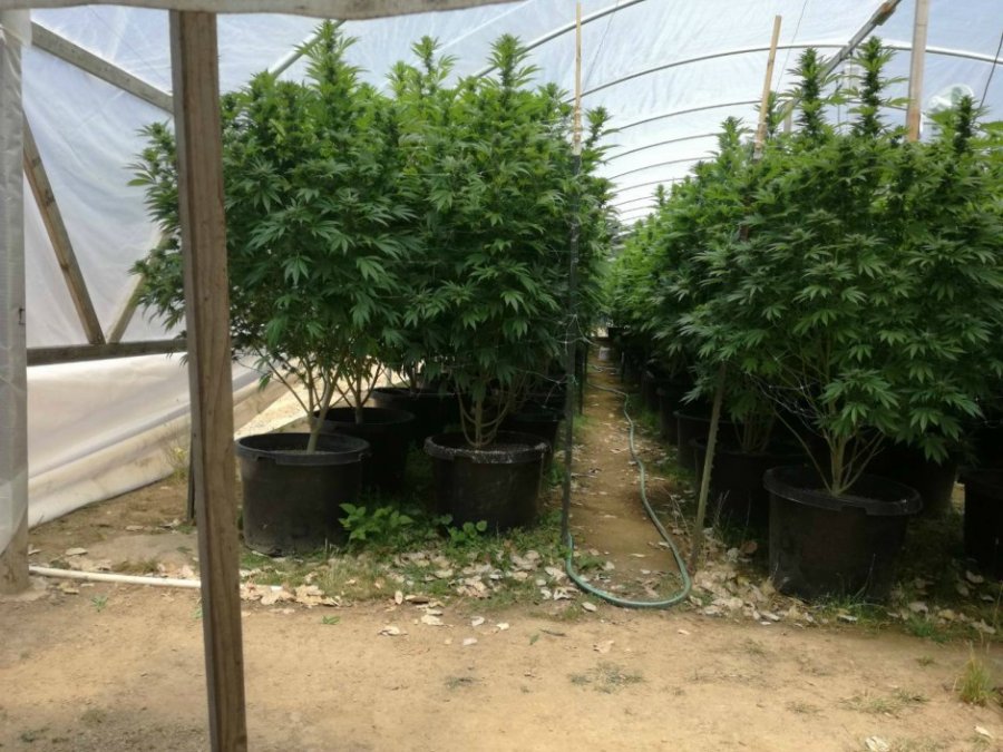 Malazezët marrin rrugën drejt fushave të kanabisit në Kaliforni Malazezët marrin rrugën drejt fushave të kanabisit në Kaliforni