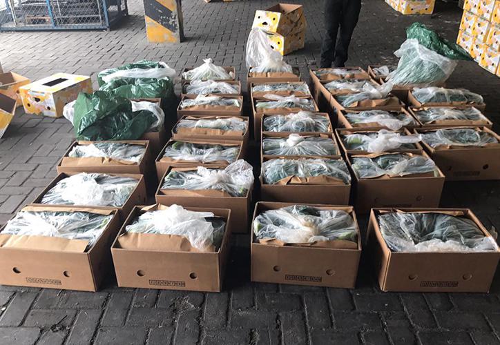 Kokaina në Durrës flasin të arrestuarit: Kontejneri me banane u hap për kontroll në portin e Livornos Kokaina në Durrës flasin të arrestuarit: Kontejneri me banane u hap për kontroll në portin e Livornos