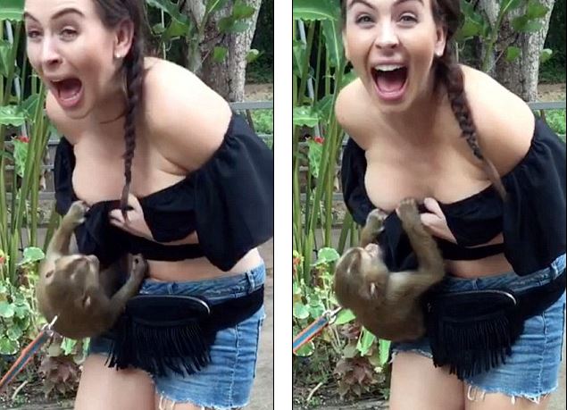 VIDEO/ Majmuni ‘tinzar’ për pak sa nuk nxjerr zbuluar turisten VIDEO/ Majmuni ‘tinzar’ për pak sa nuk nxjerr zbuluar turisten