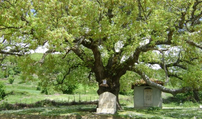 Historia e jashtëzakonshme shqiptare:  Këtu u flijua një fëmijë dhe mbiu një pemë