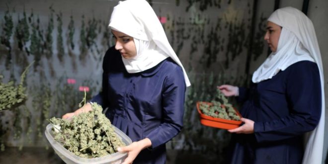 Kur tymosin dhe kultivojnë marijuanë edhe murgeshat pse mos ta bëjnë edhe besimtaret?! (Foto) Kur tymosin dhe kultivojnë marijuanë edhe murgeshat pse mos ta bëjnë edhe besimtaret?! (Foto)