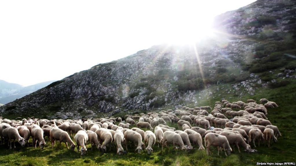 Zbardhen detajet e vrasjes në Tropojë: Si u ekzekutua 25-vjeçari teksa kulloste bagëtitë?! Zbardhen detajet e vrasjes në Tropojë: Si u ekzekutua 25-vjeçari teksa kulloste bagëtitë?!