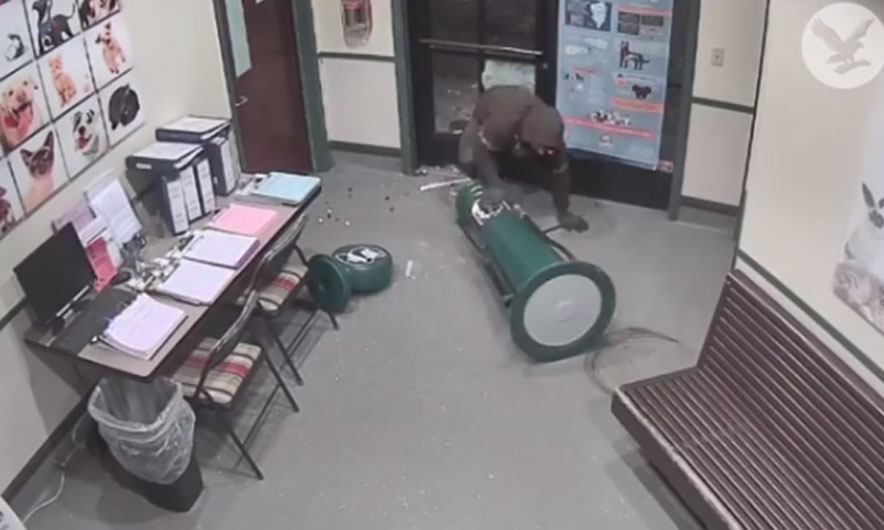 Një hajdut idiot! (Video)