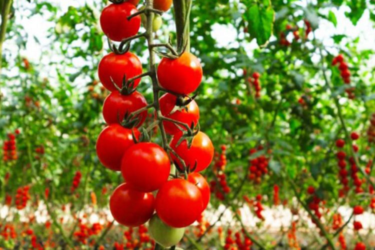 Më të kërkuarat – Evropa zbulon shijen e vërtetë nga fruta dhe perimet Shqiptare
