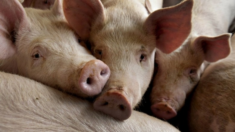 “S(t)alla e Parlamentit” “S(t)alla e Parlamentit”