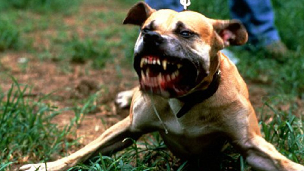 Tragjedi në familjen shqiptare, qeni i shtëpisë vret nënë e bir Tragjedi në familjen shqiptare, qeni i shtëpisë vret nënë e bir