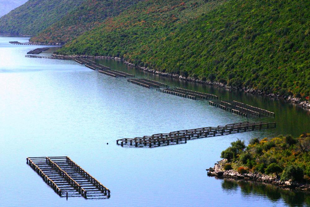 Për një mashtrim kriminal! Për një mashtrim kriminal!