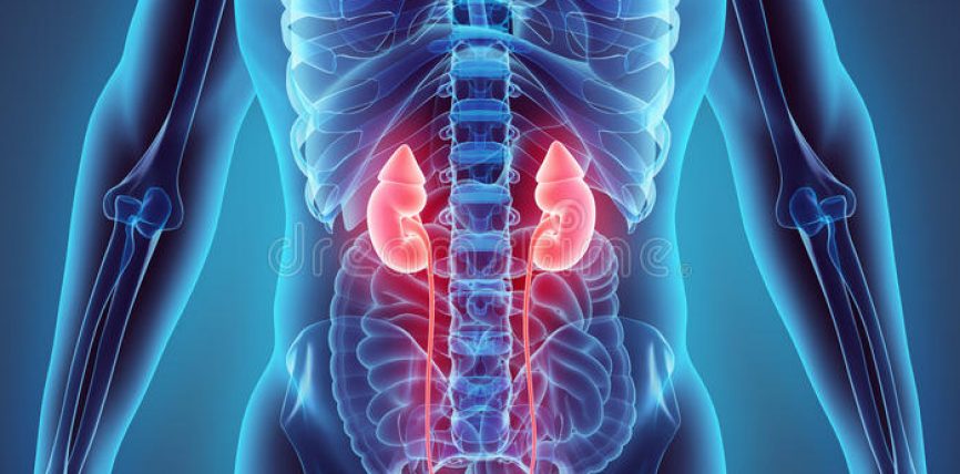 E pabesueshme por e vërtetë, njeriu jeton edhe pa këto gjashtë organe E pabesueshme por e vërtetë, njeriu jeton edhe pa këto gjashtë organe