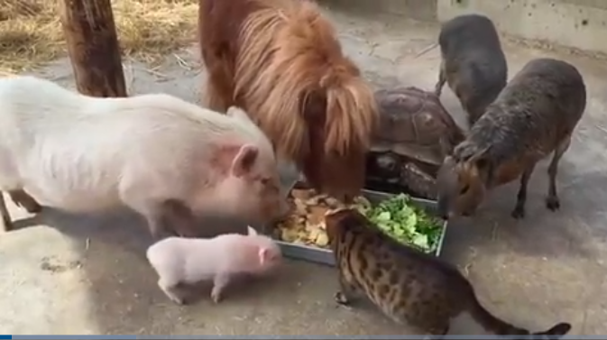 Video/ Ja si duket “Arka e Noe-së” në jetën reale! Video/ Ja si duket “Arka e Noe-së” në jetën reale!