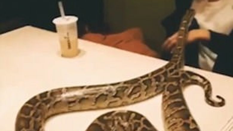 Shkoi në restorant me pitonin që mbanë si kafshë shtëpiake, menaxherit i ra të fikët (Video) Shkoi në restorant me pitonin që mbanë si kafshë shtëpiake, menaxherit i ra të fikët (Video)