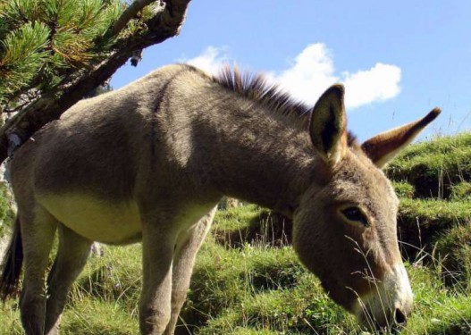 “Kina po na merr gomerët”, nuk do e besoni çfarë pasurie fshihet tek ata “Kina po na merr gomerët”, nuk do e besoni çfarë pasurie fshihet tek ata