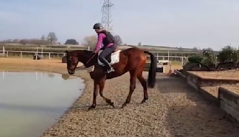 Video/ Kali fluturon kalorësin në ajër! Video/ Kali fluturon kalorësin në ajër!