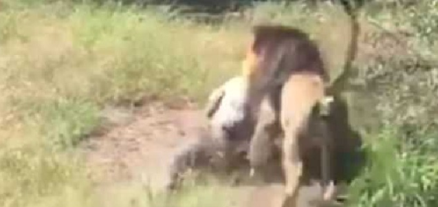 VIDEO E FRIKSHME/ Luani shqyen të moshuarin që futet në territorin e tij VIDEO E FRIKSHME/ Luani shqyen të moshuarin që futet në territorin e tij