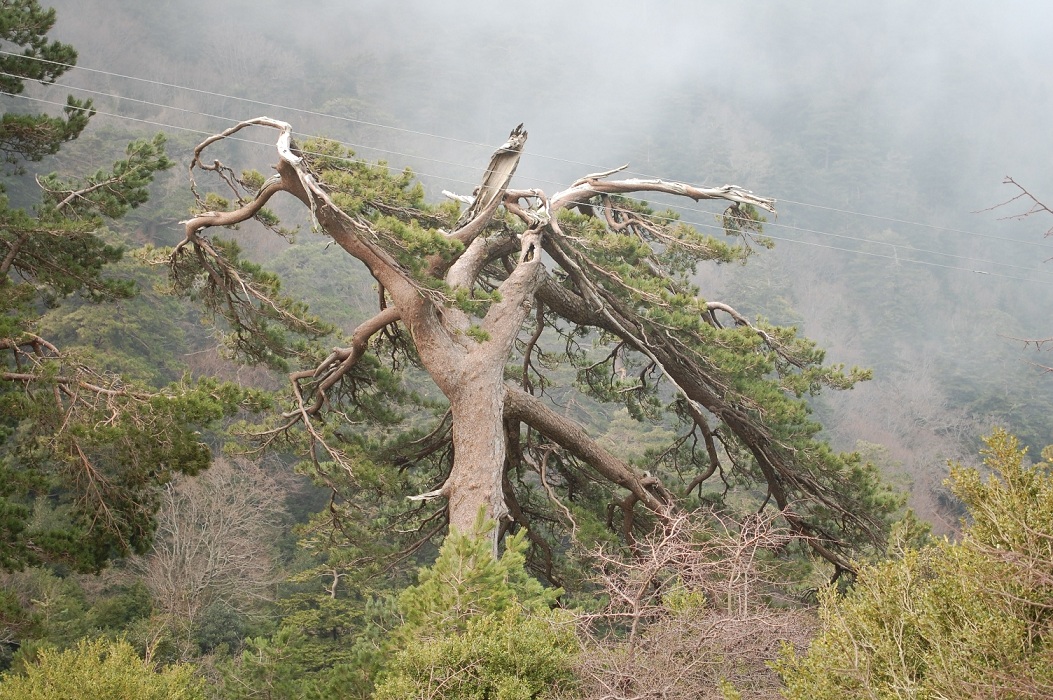 Humbi për 9 orë në Llogara, befason me ato çfarë thotë turistja austriake (Video) Humbi për 9 orë në Llogara, befason me ato çfarë thotë turistja austriake (Video)