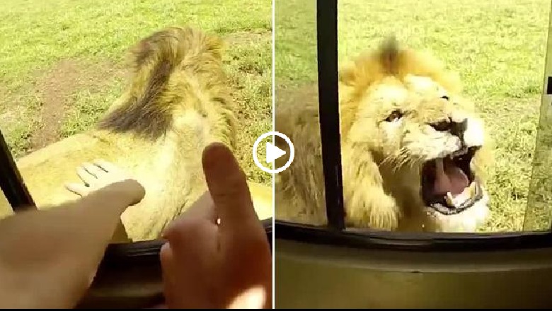 VIDEO/ Turisti më budalla në botë, tentoi të përkëdhelë luanin, por ja si e pëson