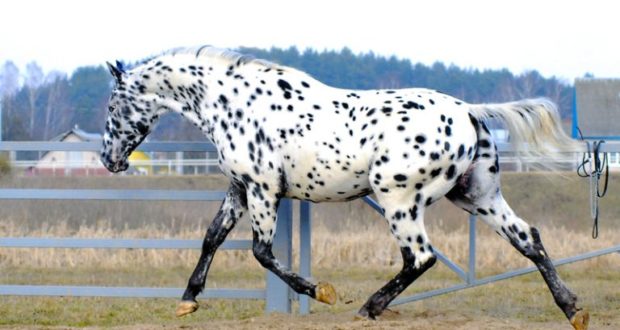 Top 10 kuaj më të bukura në planetin! (Foto) Top 10 kuaj më të bukura në planetin! (Foto)