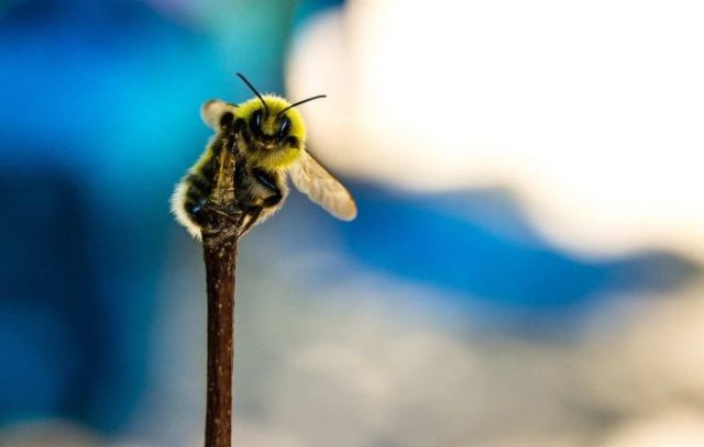 Bletët “njohin” zeron Bletët “njohin” zeron