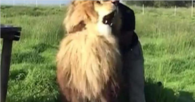 Njeriu qe nuk di cfare eshte frika, s’do ta besoni si e përkëdhel luanin në mes të Afrikës (Video)