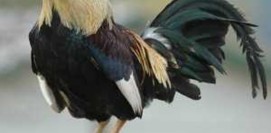 Trondisin shkencëtarët: Gomari shikon djallin ndërsa gjeli shikon engjëjt Trondisin shkencëtarët: Gomari shikon djallin ndërsa gjeli shikon engjëjt