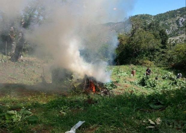 Kush është kushëriri i kryetarit të PD, që u kap duke kultivuar kanabis?! Kush është kushëriri i kryetarit të PD, që u kap duke kultivuar kanabis?!