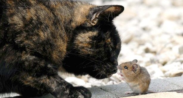 Çudia: Macja luan me miun dhe i fal jetën (Foto)