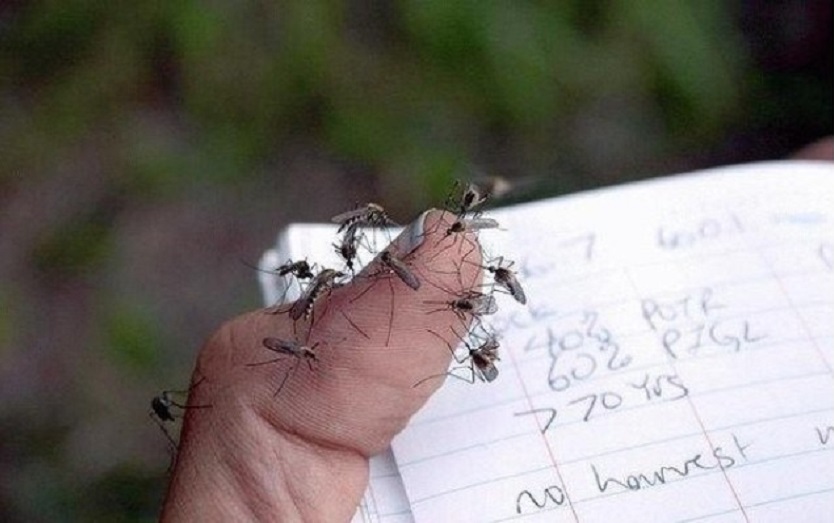 Mushkonjat ta pinë gjakun… mësoni si t’i shmangni ato! Mushkonjat ta pinë gjakun… mësoni si t’i shmangni ato!