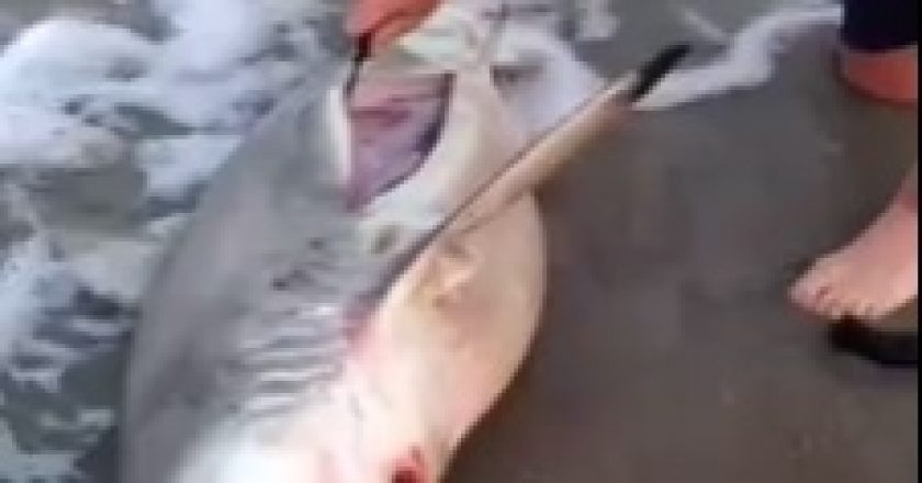 Krijesa e rrallë, peshku apo pinguin (Video) Krijesa e rrallë, peshku apo pinguin (Video)