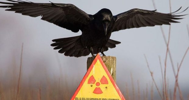 Çernobilit 30 vjet pas katastrofës: Një kopësht zeoologjik natyral ku njerëzit nuk guxojnë t’i afrohen (Foto) Çernobilit 30 vjet pas katastrofës: Një kopësht zeoologjik natyral ku njerëzit nuk guxojnë t’i afrohen (Foto)