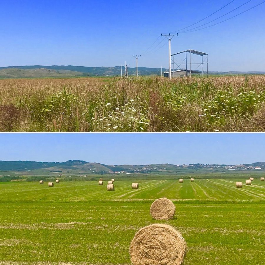FOTOT/ Erjon Braçe kritikon publikisht Niko Peleshin: Ja krimi me super tokën bujqësore FOTOT/ Erjon Braçe kritikon publikisht Niko Peleshin: Ja krimi me super tokën bujqësore