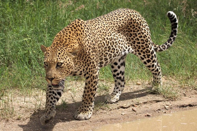 Gjuetarët në Indi vrasin leopardin e tmerrshëm: në tre vjet u morri jetën 21 vetëve