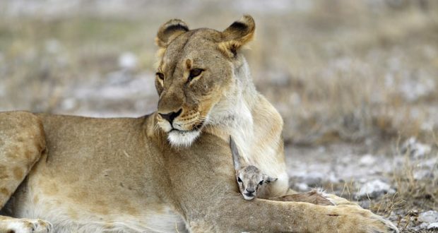 “Mos ki frikë, nuk të kafshoj”! Dashuria e luaneshës për sorkadhen e vogël “shkelmon” ligjet e natyrës (Foto)