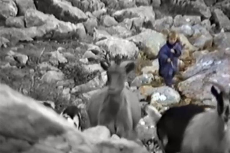 Nga çoban në yll futbolli: kur Luka Modriç ruante dhitë (Video)