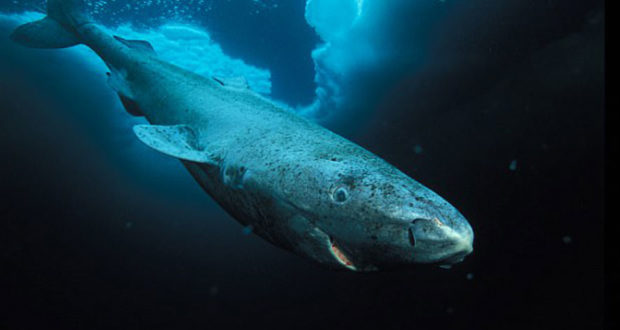 Në kërkim të sekretit të jetgjatësisë! Peshkaqeni i Groenlandës bëhet “burrë” 150 vjeç dhe jeton mbi 500 vjet