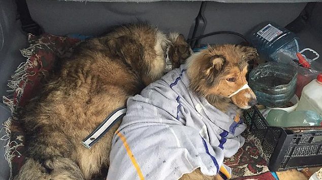 Ja si e zgjidhin këto dy qen sherrin se kush e ka ngrënë ushqimin (Video) Ja si e zgjidhin këto dy qen sherrin se kush e ka ngrënë ushqimin (Video)