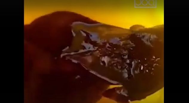 Video/ Në Shëngjin kapin krijesën e çuditshme, të gjithë habite nga ajo që shohin