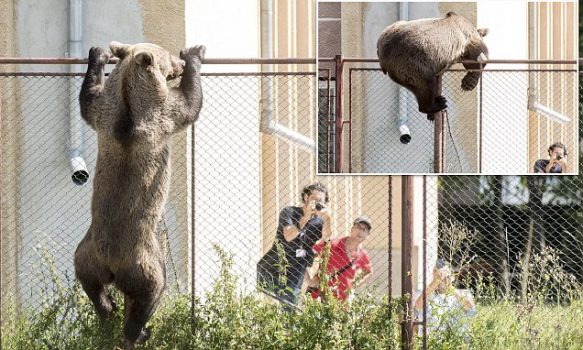 FOTO/ Rumani, ariu terrorizon zonën, ha dhinë dhe futet në shkollë FOTO/ Rumani, ariu terrorizon zonën, ha dhinë dhe futet në shkollë