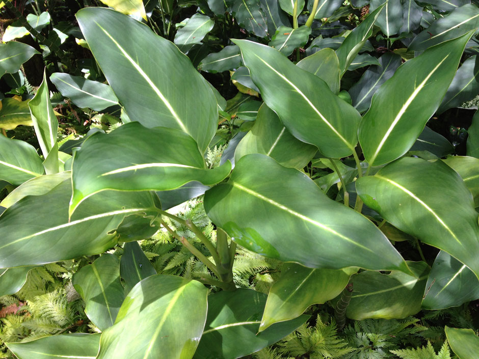 KUJDES! Nëse e keni këtë lule në shtëpi nxirreni menjëherë, ajo mund t’ju vrasë për 15 minuta! KUJDES! Nëse e keni këtë lule në shtëpi nxirreni menjëherë, ajo mund t’ju vrasë për 15 minuta!