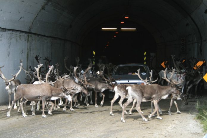 Temperaturat e larta: Drerët “pushtojnë” tunelet për t’u mbrojtur nga i nxehti Temperaturat e larta: Drerët “pushtojnë” tunelet për t’u mbrojtur nga i nxehti