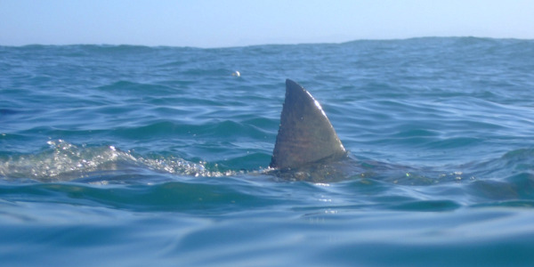 VIDEO/ Peshkaqeni tmerron pushuesit në Dhërmi, noton vetëm pak metra larg bregut!