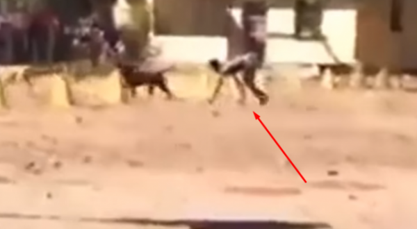 Video/ E pazakontë! Filmohet në Afrikë një krijesë gjysëm-qen gjysëm-njeri që po çmend gjithë botën