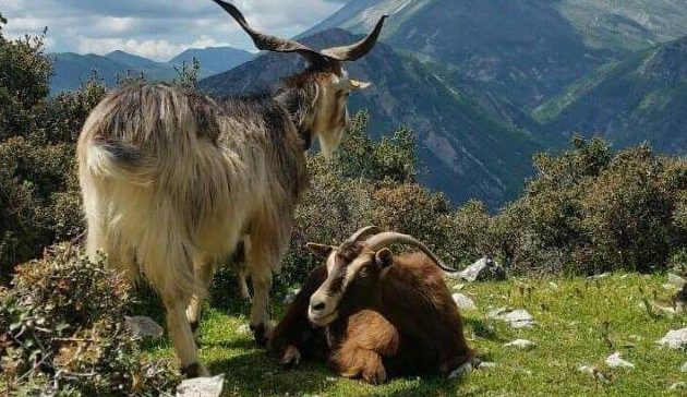 Ku i ke dhitë a i vrarë? Ku i ke dhitë a i vrarë?