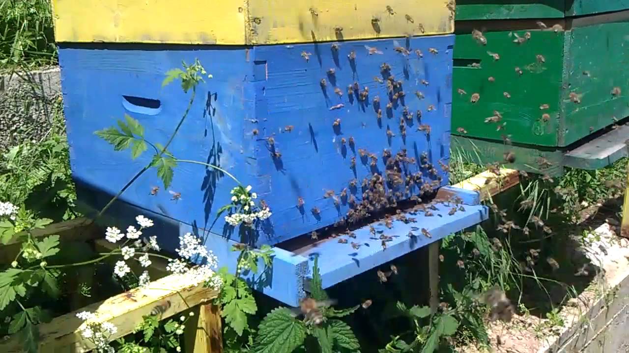 Kura 30 ditore me qumësht Blete – 18 efektet që sjell në trupin e njeriut Kura 30 ditore me qumësht Blete – 18 efektet që sjell në trupin e njeriut