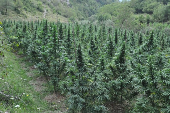 Eskobarët shqiptarë: Raporti i parë i OKB-së për “Republikën e Lazaratit” dhe implikimi i krerëve të shtetit në trafik Eskobarët shqiptarë: Raporti i parë i OKB-së për “Republikën e Lazaratit” dhe implikimi i krerëve të shtetit në trafik