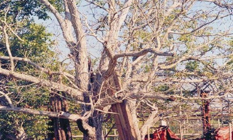 Si e ruajnë pezakët “Arrën e Babë Myslymit”?! Si e ruajnë pezakët “Arrën e Babë Myslymit”?!