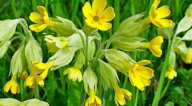 Një kilogram nga kjo lule vlen sa një vilë në bregdet! Ja se ku mund ta gjeni! Një kilogram nga kjo lule vlen sa një vilë në bregdet! Ja se ku mund ta gjeni!