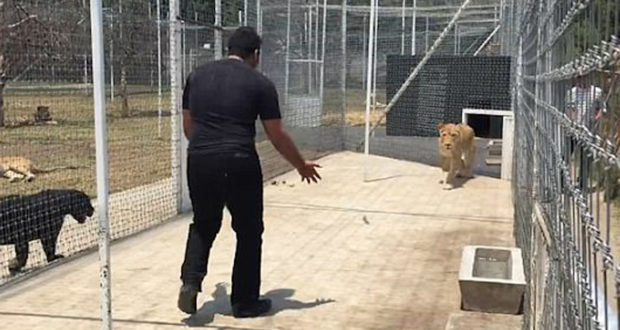 Ballë për ballë me luanin! (Video) Ballë për ballë me luanin! (Video)