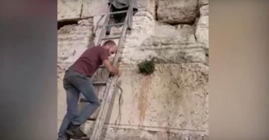 Shfaqet gjarpëri nga muri i tempullit izraelit, panik në vendin e shenjtë nga profecia biblike Shfaqet gjarpëri nga muri i tempullit izraelit, panik në vendin e shenjtë nga profecia biblike