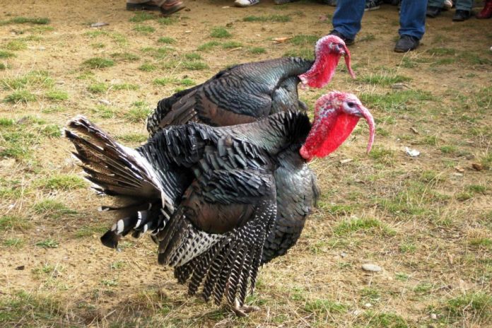 Epopeja e Gjelit të Detit Epopeja e Gjelit të Detit